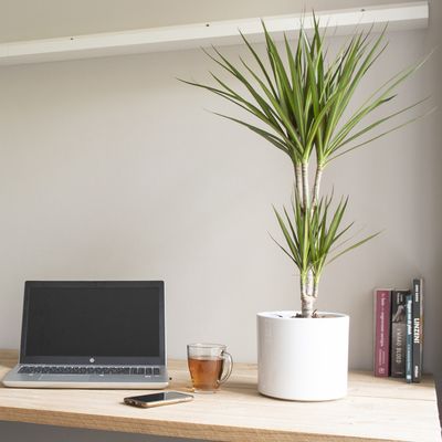 Dekbed Discounter XL Drakenboom 'Dracaena Marginata' Accessoire : Sierpot zwart , Plantenvoeding : Met plantenvoeding Dekbed Discounter XL Drakenboom 'Dracaena Marginata' Accessoire : Sierpot zwart , Plantenvoeding : Met plantenvoeding