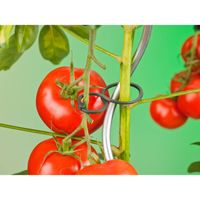 Nature - Tomatenplantringen dia. 65mm set a 25 stuks - thumbnail