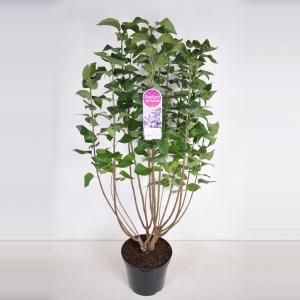 Sering (syringa vulgaris "Lavender Lady") - 90-120 cm - 1 stuks