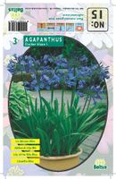 Zomer Bloembollen Agapanthus, Donkerblauw per 3 - Baltus