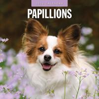 Papillon Kalender 2026