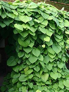 Duitse pijp Aristolochia durior
