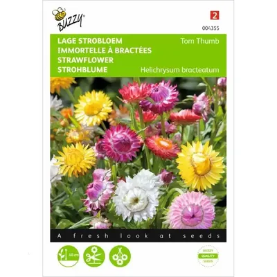 Helichrysum, lage Strobloem Tom Thumb