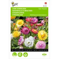 Helichrysum, lage Strobloem Tom Thumb