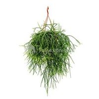 Rhipsalis pulchra M hangplant - thumbnail