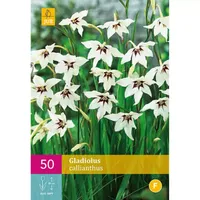 50 Gladiolus Callianthus