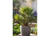 XL Chamaerops Vulcano Palmtree