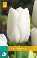 Tulipa Clearwater 8 bollen - JUB - thumbnail