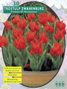 Tulp