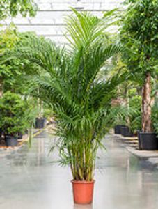 Dypsis (Areca) lutescens - Toef