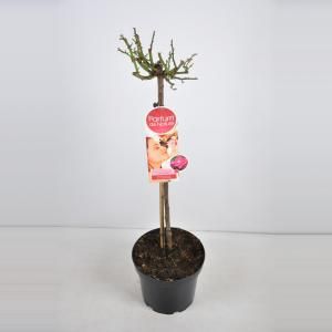 Grootbloemige roos op stam Parfum de Nature (rosa "Acapella"®) - Op stam 70 cm - 1 stuks