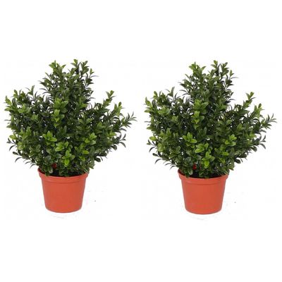 2x Kunstplanten buxus in pot 31 cm