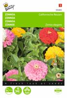 Zinnia elegans Californische Reuzen Gemengd - Buzzy