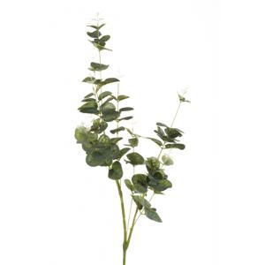 Eucalyptus