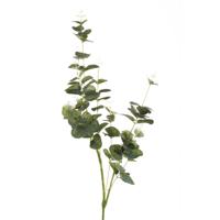 Eucalyptus