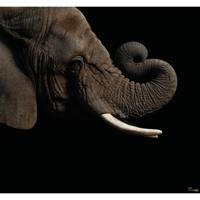 Fotobehang - Afrikaanse Olifant 300x280cm - Vliesbehang - thumbnail