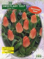 Tulp - thumbnail