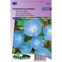 Ipomoea Tricolor zaden Heavenly Blue klimmende winde - thumbnail