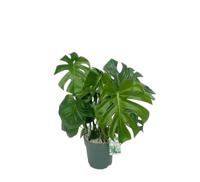 Monstera Deliciosa II Potmaat 24 H80-90 kamerplant Beautanic Lifestyle - Beautanic lifestyle