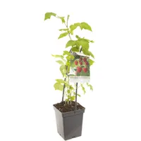 Framboos Rubus Malling Promise - Zomerframboos 18cm