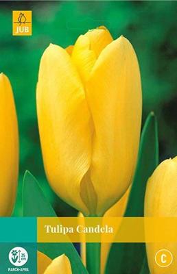 Tulipa Candela 8 bollen - Jub