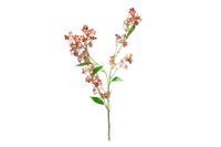 Zijde Clerodendron rood