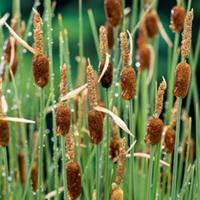 Moerings Typha minima - Dwerglisdodde