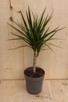 Drakenbloedboom Dracaena Fragrans Marginata Green/Groen H40-60 cm potmaat 17 cm 1 stam kamerplant Warentuin Natuurlijk - Warentuin natuurlijk