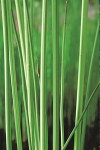 Bonte mattenbies / Scirpus lacustris Albescens