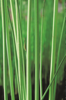 Bonte mattenbies / Scirpus lacustris Albescens