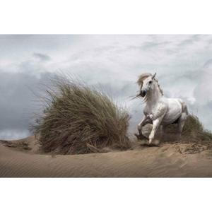 Fotobehang - White Wild Horse 384x260cm - Vliesbehang