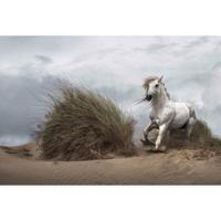 Fotobehang - White Wild Horse 384x260cm - Vliesbehang - thumbnail