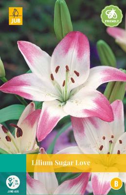 Lilium sugar love bloembol 2 stuks Lelie JUB - Jub