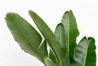 Strelitzia Augusta multi stam XXL - 225 cm - ø40 Strelitzia Augusta multi stam XXL - 225 cm - ø40