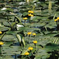 Gele plomp (Nuphar lutea) waterlelie (6-stuks) - thumbnail