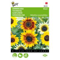 2 stuks Helianthus Cucumerifolius Gemengd - thumbnail