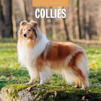 Collie - Schotse Herder Kalender 2026