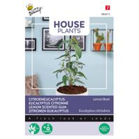 Buzzy - House Plants Eucalypthus citriodora Lemon Bush