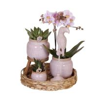 Kolibri Company | Gift set Romantic| Plantenset met roze Phalaenopsis Orchidee en Succulenten incl. keramieken sierpotten Kolibri Company | Gift set Romantic| Plantenset met roze Phalaenopsis Orchidee en Succulenten incl. keramieken sierpotten
