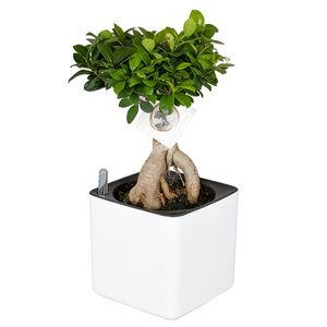 Ficus Ginseng (in pot + watermeter) - P 15 cm