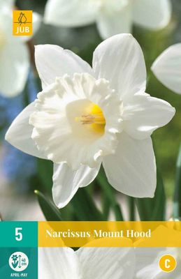 Narcis Mount hood 5 bollen