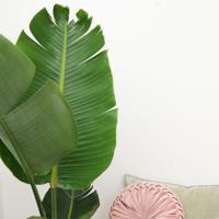 Strelitzia Augusta - 180cm - ⌀30 Strelitzia Augusta - 180cm - ⌀30
