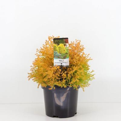 Thuja occidentalis rheingold - Warentuin natuurlijk