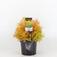 Thuja occidentalis rheingold - Warentuin natuurlijk