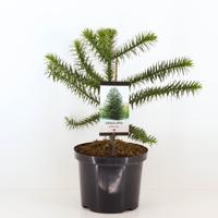 Araucaria araucana 55 cm - Warentuin natuurlijk