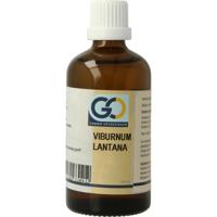 GO Viburnum lantana bio