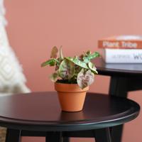 Mini Syngonium Neon Robusta - Aronskelk - P6 Mini Syngonium Neon Robusta - Aronskelk - P6