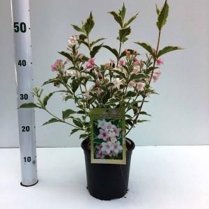 Weigela Florida struik Nana Variegata - 30 - 40 cm - 12 stuks