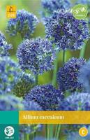 Allium caeruleum 12 bollen - Jub