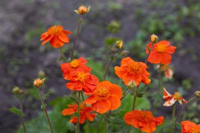 Nagelkruid Geum coccineum 'Koi'